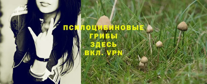 Псилоцибиновые грибы Psilocybe  гидра как зайти  Аргун 